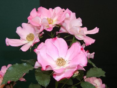 ポット・花巻