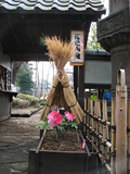 冬牡丹