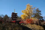 秋の本土寺