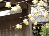 鎌倉散歩