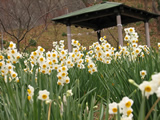 鋸南町
