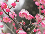 清水公園