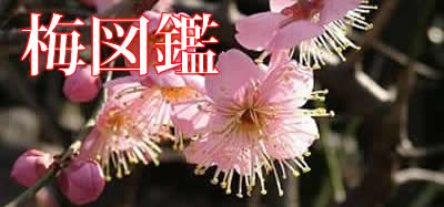 梅図鑑